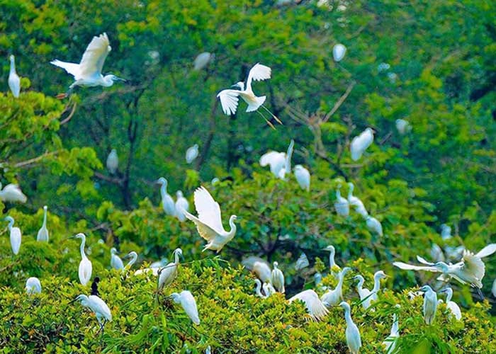 Vườn cò Tân Long là khu bảo tồn thiên nhiên quan trọng của tỉnh Sóc Trăng