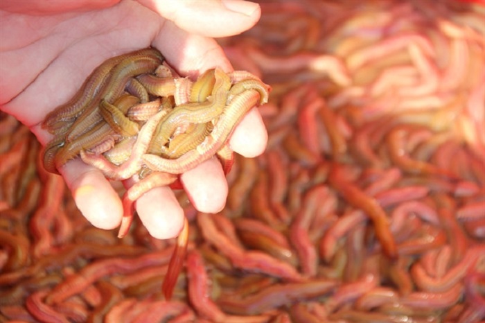 Trang bị cho bản thân kinh nghiệm chọn rươi ngon giữ vai trò quan trọng