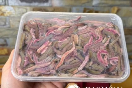 Kinh nghiệm chọn rươi ngon: Cách nhận biết rươi tươi, béo và chất lượng