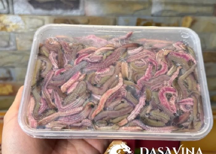 Kinh nghiệm chọn rươi ngon: Cách nhận biết rươi tươi, béo và chất lượng