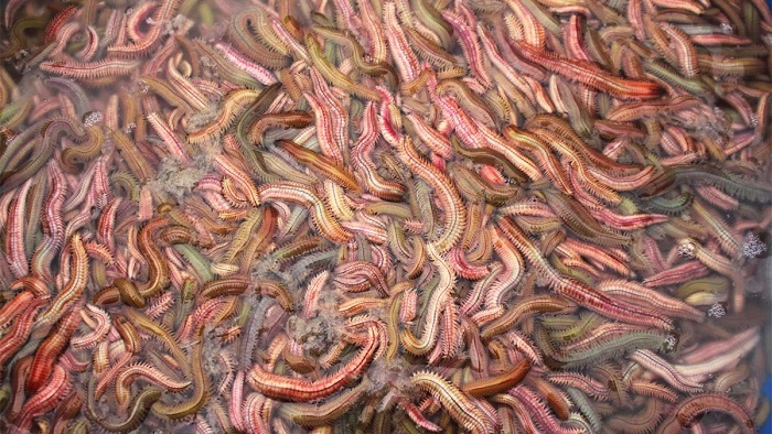 Rươi tươi ngon thường có màu hồng nhạt tự nhiên