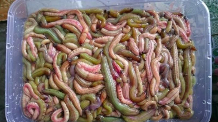 Rươi đông lạnh vẫn có thể giữ được hương vị nếu được cấp đông đúng cách